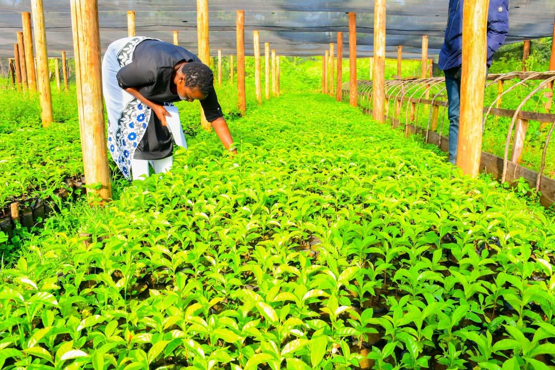 Muge_Cynthia's tweet photo. Empowering the community through Women, One Bean at a Time!
Today, we were honored to roll out Mama na Kahawa Phase II at Kamanyinya School, supporting our incredible women coffee farmers with coffee seedlings to boost productivity.
#KeepingThePromise
#CheptiKonyool
#KenyaKwanzaDelivers