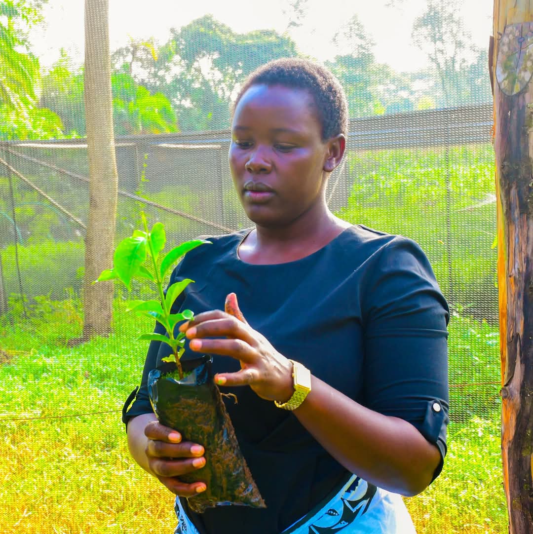 Muge_Cynthia's tweet photo. Empowering the community through Women, One Bean at a Time!
Today, we were honored to roll out Mama na Kahawa Phase II at Kamanyinya School, supporting our incredible women coffee farmers with coffee seedlings to boost productivity.
#KeepingThePromise
#CheptiKonyool
#KenyaKwanzaDelivers