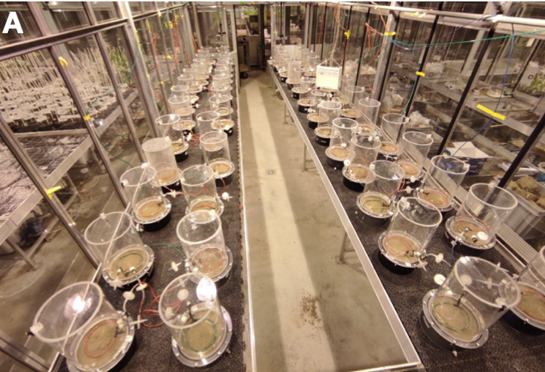 Our new paper demonstrates that soil microbial diversity plays a key role in driving plant growth, decomposition and carbon substrate use. Interestingly, pesticides application alters the role of microbial communities, especially fungi in driving ecosystem functions.