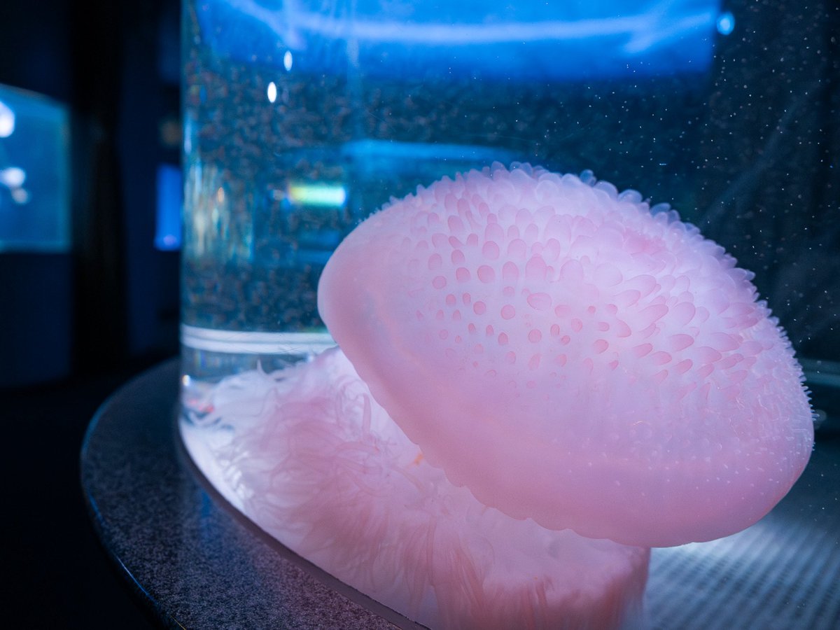 usaire_'s tweet photo. 珍しいクラゲも展示してくれる新江ノ島水族館が好き https://t.co/P8QE5WQm2J