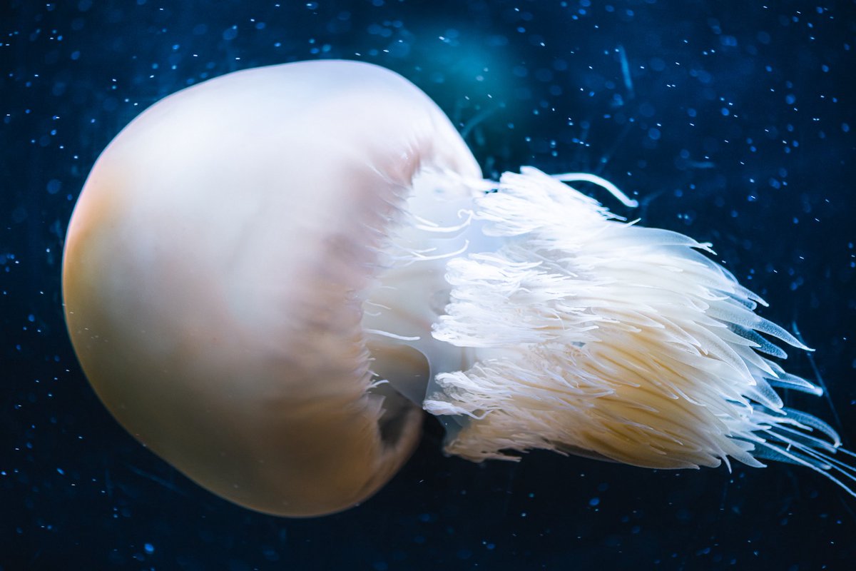 usaire_'s tweet photo. 珍しいクラゲも展示してくれる新江ノ島水族館が好き https://t.co/P8QE5WQm2J