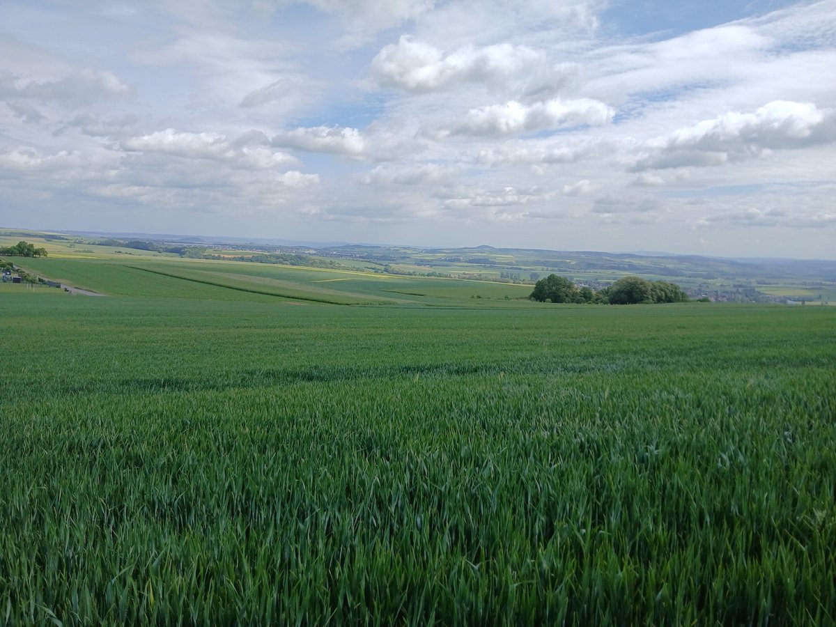 #Aktuell trocknen starke Winde die Böden  in Deutschland weiter aus.Selbst in den sonst so fruchtbaren Regionen , wie hier "auf dem Maifeld " sind starke Auswirkungen zu erwarten.