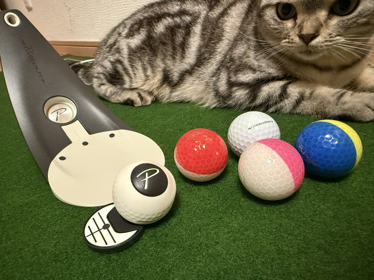 hajime_aile's tweet image. 猛特訓〜！を見張るにゃんこ🤣
パットアウト凄い広告出てくるからポチッとしたらめっちゃムズイ🤣　
これで脱3パット目指します😝👍　

パターマットお気に入りみたいで😅💦　
#PuttOUT