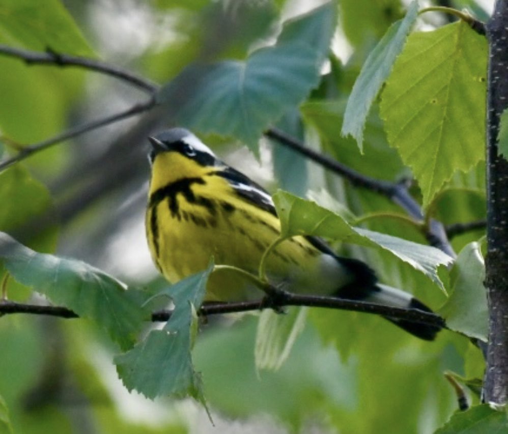 #Backyardbirding in the #Berkshires: Common Yellowthroat, Yellow Warbler, American Redstart, Magnolia Warbler