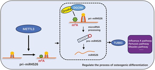First study to investigate the mechanism by which METTL3-mediated pri-miRNA m6A modification regulates human adipose-derived stem cell osteogenesis, presenting a novel therapeutic approach for bone defect repair and regeneration.
doi.org/10.1093/stmcls…