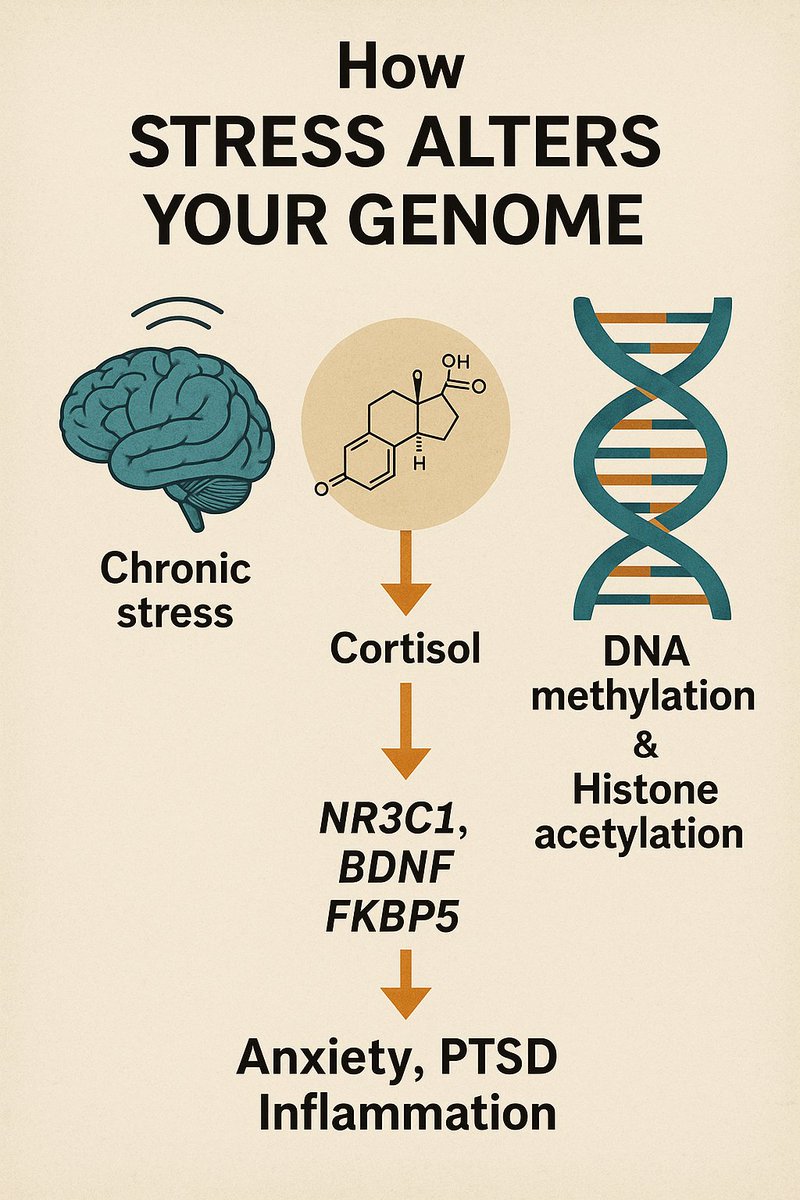 DNAFlare's tweet photo. "How Stress Alters Your Genome"

Chronic stress increases cortisol, which triggers epigenetic modifications - like DNA methylation and histone acetylation - in genes regulating immunity, mood, and metabolism.

Key targets?
NR3C1, BDNF, and FKBP5 -all linked to anxiety, PTSD, and inflammation.

Your stress response leaves a molecular footprint.

#DNAFlare #Epigenetics #StressBiology #GenomicScience #MentalHealth