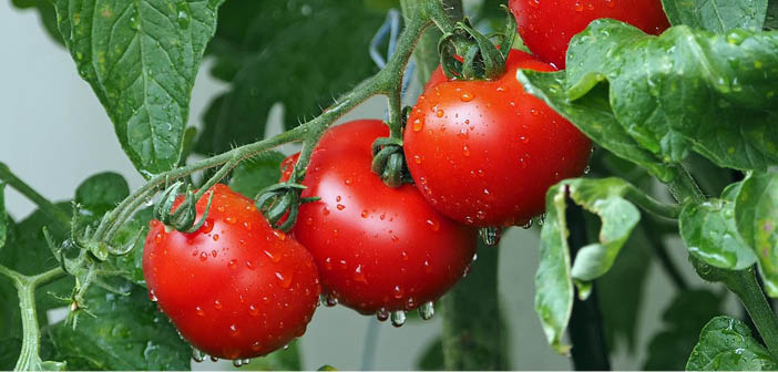 British Tomato Fortnight 2025: spotlight on quality, sustainability and growers

Read more via #HortNews >> hortnews.com/articles/horti…

<a href="/Britishtomatoes/">BritishTomatoGrowers</a> #buybritish