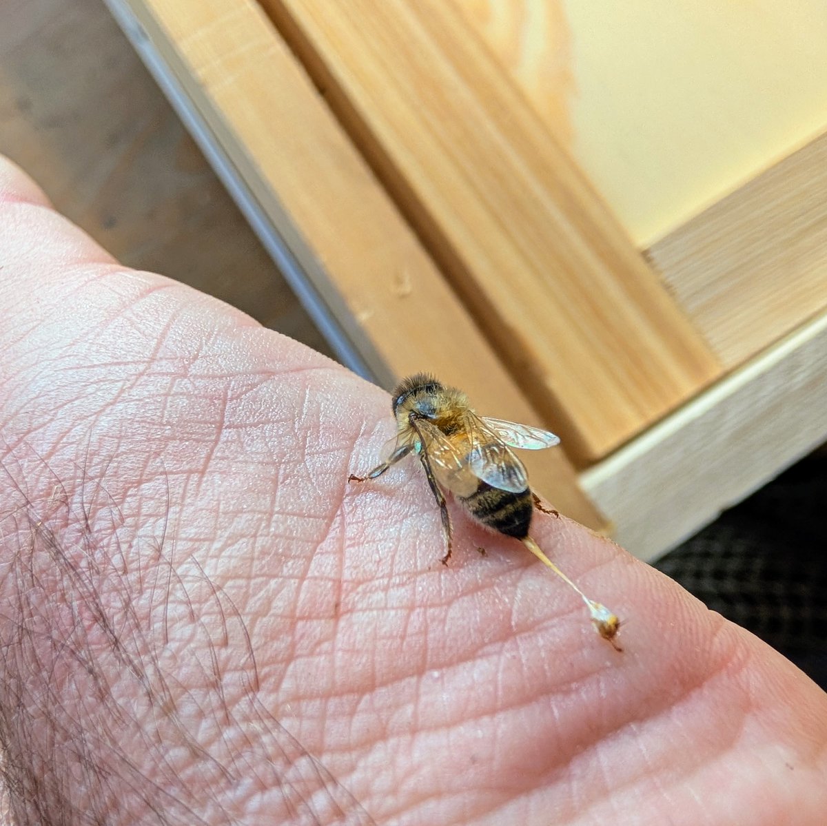 Foxhound Bee Company tweet media