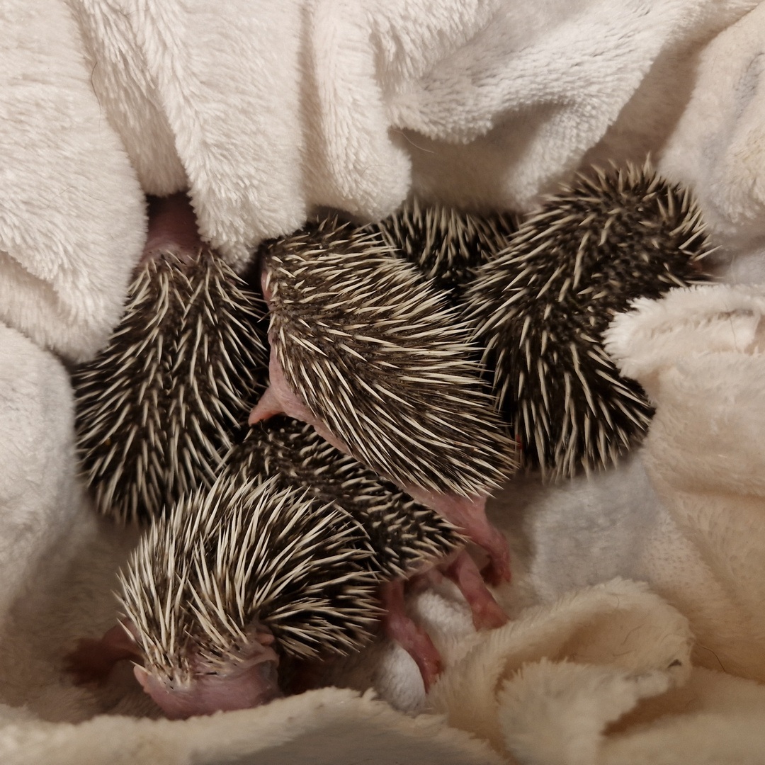 Rodoski - jeżątka z ogródków działkowych. W okolicy, gdzie zostały znalezione leżała martwa samica. One same były bardzo wychłodzone i odwodnione.  #Jeżurkowo