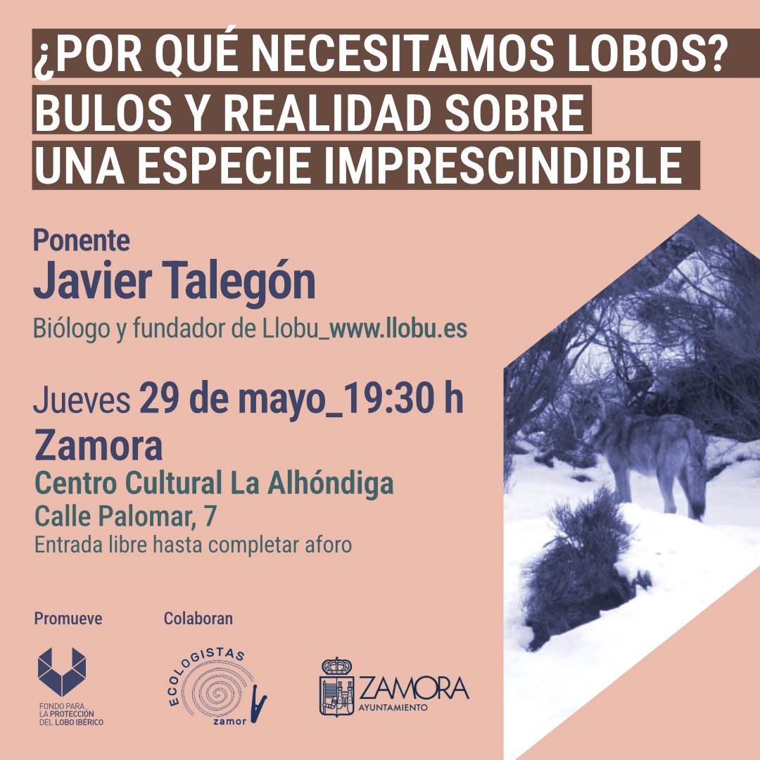 ¿Verdades o bulos sobre el lobo? 🐺
 El 29 de mayo a las 19:30 h, acude a la charla de Javier Talegón en Zamora (Centro Cultural La Alhóndiga).
Una cita clave para desmontar mitos .
Entrada libre hasta completar aforo.
#ElLoboEsVida #DefiendoElLobo #LoboVivo