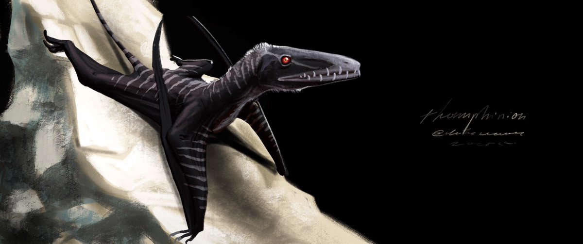 kyrazhuravel's tweet photo. Rhamphinion #50daysofpterosaurs https://t.co/3iiq1jhpjI