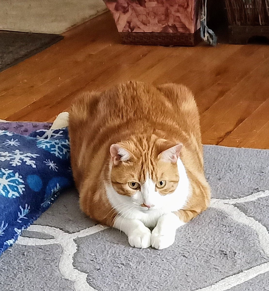 🌊😺Flo and Brigadier Sammy😺🌊 (@aurora3s) on Twitter photo #ZSHQ <a href="/catsrule0/">Marie Choo Choo, married to Chalky</a> <a href="/dora_nlk/">Dora K</a> <a href="/parham1961/">jackie parham</a> <a href="/LBisaillon/">Chowsie</a> @bloomNight2 <a href="/marisbellamy1/">Maris Bellamy</a> <a href="/Vanessaandcats1/">Vanessa Taylor</a> <a href="/GailCarangelo/">Gail K. Carangelo</a> <a href="/MauSupercat/">House of Mau</a> <a href="/Palmolive_S_Pan/">Palmolive</a> <a href="/JennyNicholas4/">Jenny,Saffy,Tigger,Fizbo an Twerp da Canary</a> <a href="/Lindsayph6/">Lindsayph</a>
<a href="/AviwhiteGSD/">Avilovesdogsandcats❤️</a>
Me be nice calm Kitty this morning. Have a nice tasty Tuesday 😁 #ZSHQ <a href="/catsrule0/">Marie Choo Choo, married to Chalky</a> <a href="/dora_nlk/">Dora K</a> <a href="/parham1961/">jackie parham</a> <a href="/LBisaillon/">Chowsie</a> @bloomNight2 <a href="/marisbellamy1/">Maris Bellamy</a> <a href="/Vanessaandcats1/">Vanessa Taylor</a> <a href="/GailCarangelo/">Gail K. Carangelo</a> <a href="/MauSupercat/">House of Mau</a> <a href="/Palmolive_S_Pan/">Palmolive</a> <a href="/JennyNicholas4/">Jenny,Saffy,Tigger,Fizbo an Twerp da Canary</a> <a href="/Lindsayph6/">Lindsayph</a>
<a href="/AviwhiteGSD/">Avilovesdogsandcats❤️</a>
Me be nice calm Kitty this morning. Have a nice tasty Tuesday 😁