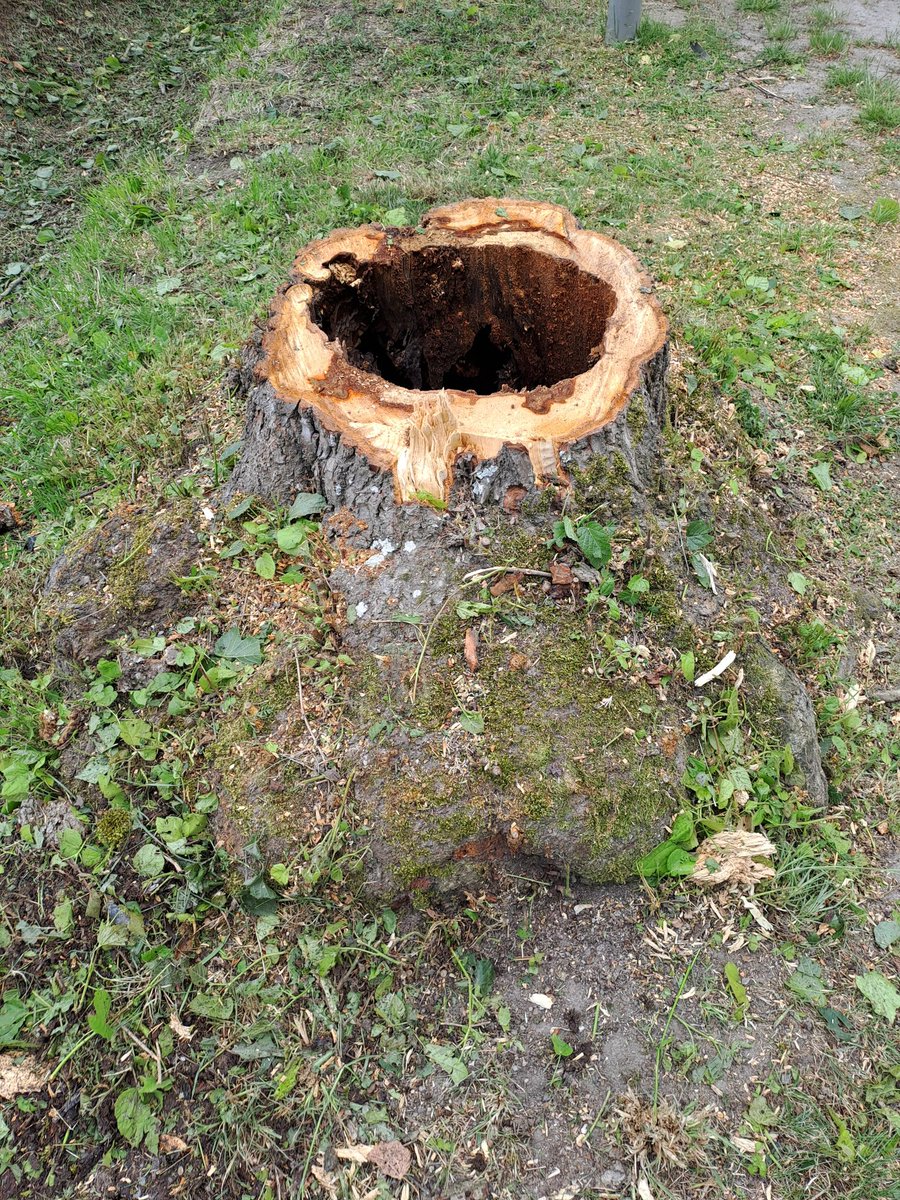 dirtycabron's tweet image. L'arbre kil est tombir tout seul 
A 8h20
Kavec mé relations internationales, ke gé appelé oune équipe de castors juniors
Kil zon déblayer fissa.😽

#problemsolved