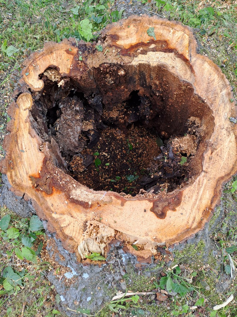 dirtycabron's tweet image. L'arbre kil est tombir tout seul 
A 8h20
Kavec mé relations internationales, ke gé appelé oune équipe de castors juniors
Kil zon déblayer fissa.😽

#problemsolved