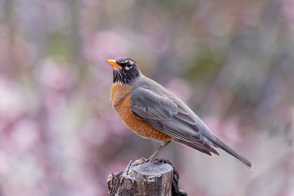 American Robin, Arizona #birdphotography #BirdsOfTwitter #birdwatching #BBCWildlifePOTD #nature #NaturePhotography #wildlifephotography #wildlife #TwitterNatureCommunity #twitterbirds #BirdTwitter #naturelovers #BirdsSeenIn2025 #BirdsOfX #NatureLovers #natureworld #NatureWonders