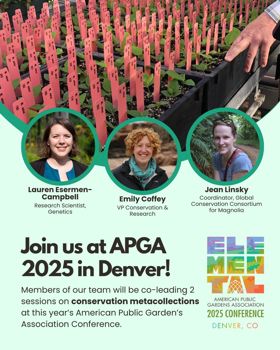 Going to the <a href="/PublicGardens/">American Public Gardens Association</a> Annual Conference in Denver next week? Join GCCM Coordinator Jean Linsky and others for 2 sessions on planning conservation metacollections and learn how <a href="/AtlBotanical/">Atlanta Botanical Garden</a> and <a href="/SCBotGarden/">SC Botanical Garden</a> have collaborated to build a #Magnolia pyramidata metacollection