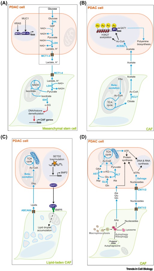 TrendsCellBio's tweet image. Tumor–stromal metabolic crosstalk in pancreatic cancer dlvr.it/TL1Bny
