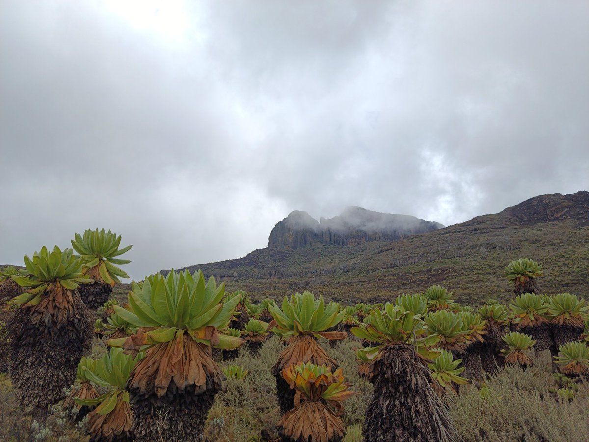 thedustyfellow's tweet image. We are spending this coming weekend in a major way.
We'll be ushering in the month of June atop Koitobos Peak, Mt Elgon.
Join us! Let's explore together.
