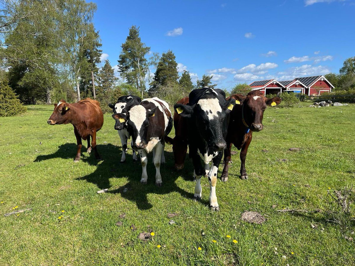 Christophe Hansen (@chanseneu) on Twitter photo In Sweden🇸🇪 this morning to visit a 5th generation dairy farm & forest in Vallentuna, planting a tree w/ my colleague @jessikaroswall & Minister <a href="/peterkullgren/">Peter Kullgren</a>
Let’s empower EU farmers & foresters as bioeconomy leaders & sow the seeds of a resilient agri-food sector together!🌱 In Sweden🇸🇪 this morning to visit a 5th generation dairy farm & forest in Vallentuna, planting a tree w/ my colleague @jessikaroswall & Minister <a href="/peterkullgren/">Peter Kullgren</a>
Let’s empower EU farmers & foresters as bioeconomy leaders & sow the seeds of a resilient agri-food sector together!🌱