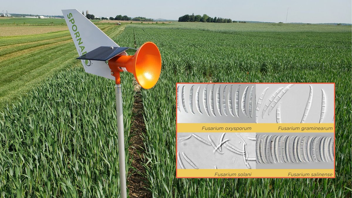 spornadosampler's tweet image. Why guess? Molecular diagnostics identify fungal spores with greater accuracy and can tell species apart better than a microscope. #farming #CropProtection #AgTech
Read more about it 🔗: spornadosampler.com/2023/05/26/bey…