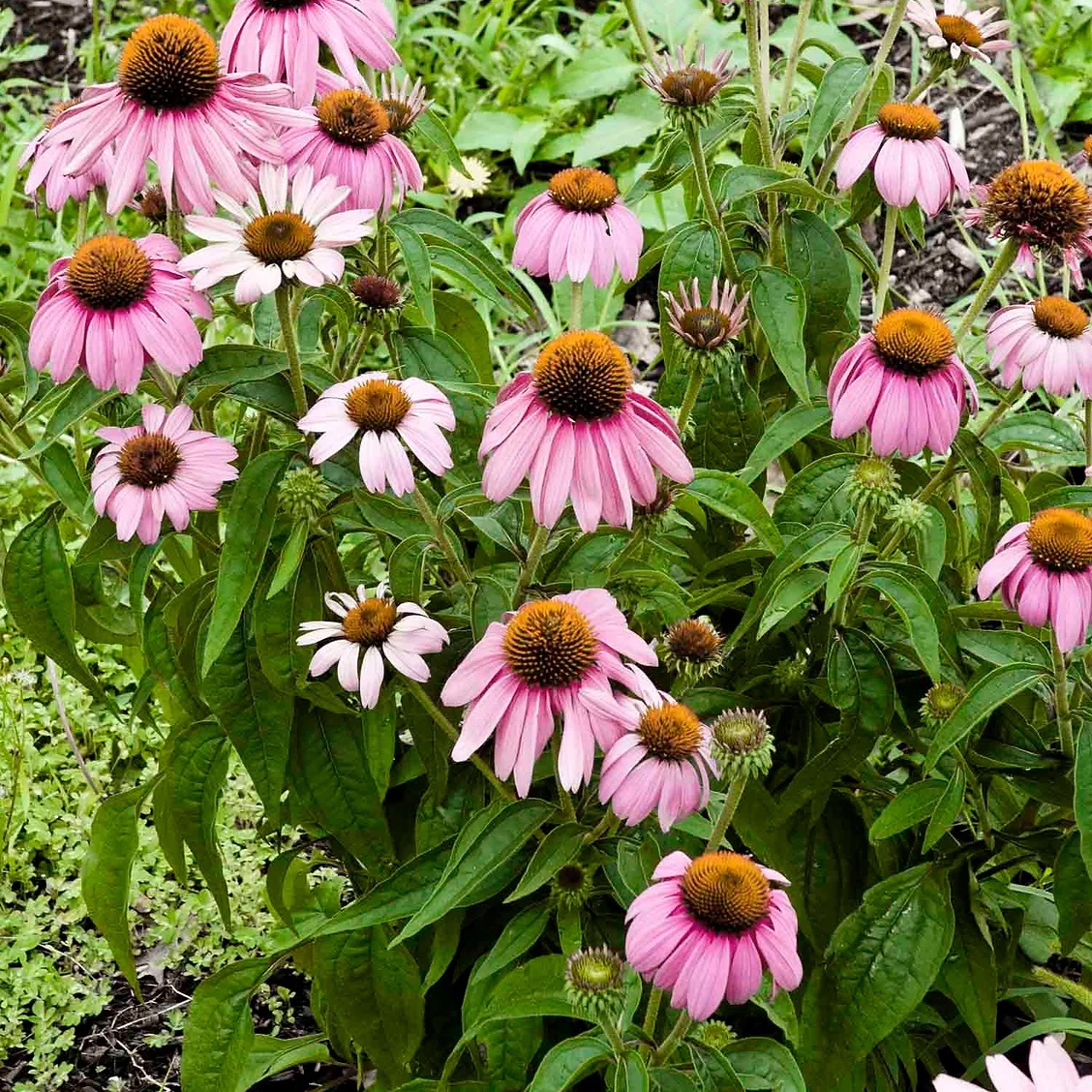EastBankMpls's tweet image. Agenda for Upcoming Como Environment Meeting • Tuesday, May 27th, 6 pm
mailchi.mp/eastbankmpls/a…