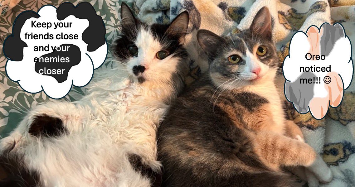 monkey & zoe ❤️ oreo 🌈 tweet media