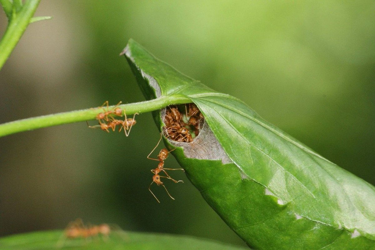 Journal of Animal Ecology (@animalecology) on Twitter photo ""Larger animals need more energy, but how much more is variable. The same occurs with whole ant colonies: across species, the relationship between energy use and colony size varies with lifestyle" 🐜
Read the full blog post here: buff.ly/ZcNktuj
<a href="/pmenor0_05/">Pedro Pequeno</a> <a href="/UFRROficial/">UFRR Oficial 😷🏡</a> ""Larger animals need more energy, but how much more is variable. The same occurs with whole ant colonies: across species, the relationship between energy use and colony size varies with lifestyle" 🐜
Read the full blog post here: buff.ly/ZcNktuj
<a href="/pmenor0_05/">Pedro Pequeno</a> <a href="/UFRROficial/">UFRR Oficial 😷🏡</a>