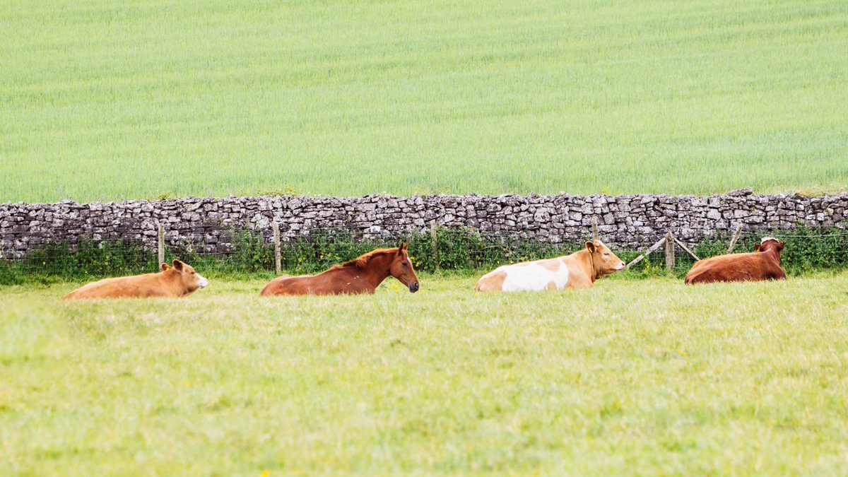 Spot the odd one out 🐮🐴 <a href="/CWilliamsRacing/">Christian Williams Racing</a>