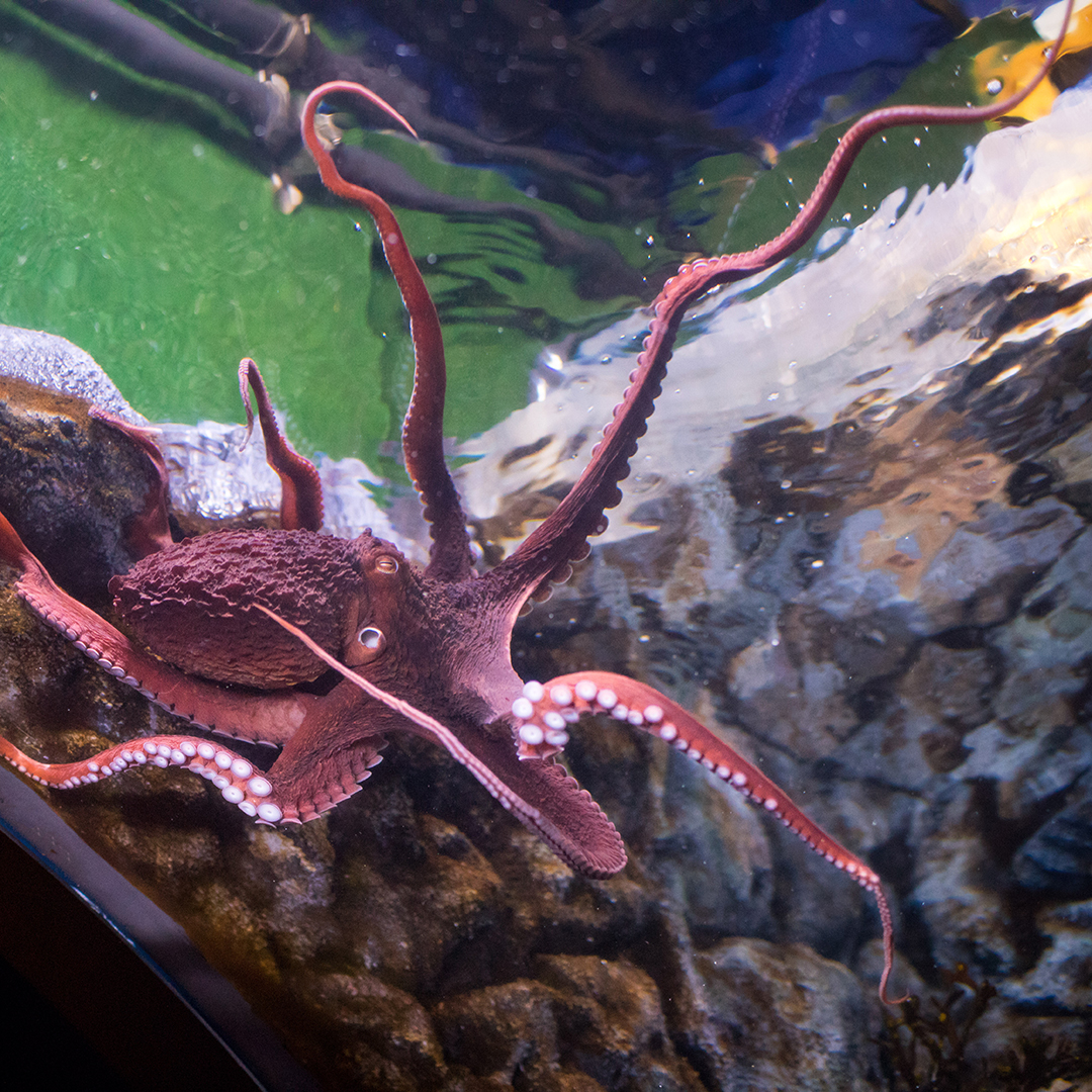 cleaquarium's tweet photo. π Stop by today and say hi to the giant Pacific octopus. Despite being the largest species of octopus, it can squeeze through nearly any opening as long as it's hard beak fits!
#natureiscurious #octopus #thingstodoincleveland #cleveland #inthecle #thisiscle #cleaquarium https://t.co/Epc4w72SJs