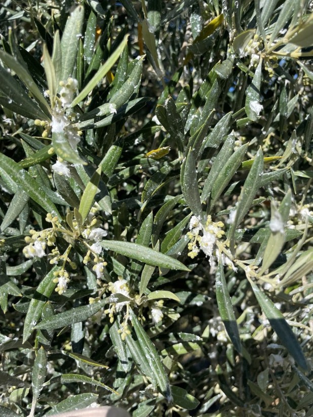 🫒OLIVAR🫒
Preocupación por el prais y el algodoncillo 

Por: Manuel Ruiz Torres, Laboratorio de Sanidad Vegetal de Jaén.

Toda la información aquí 👇
agronegocios.es/vida-rural/oli…

#Plagas #Agricultura #Olivar #Cultivos