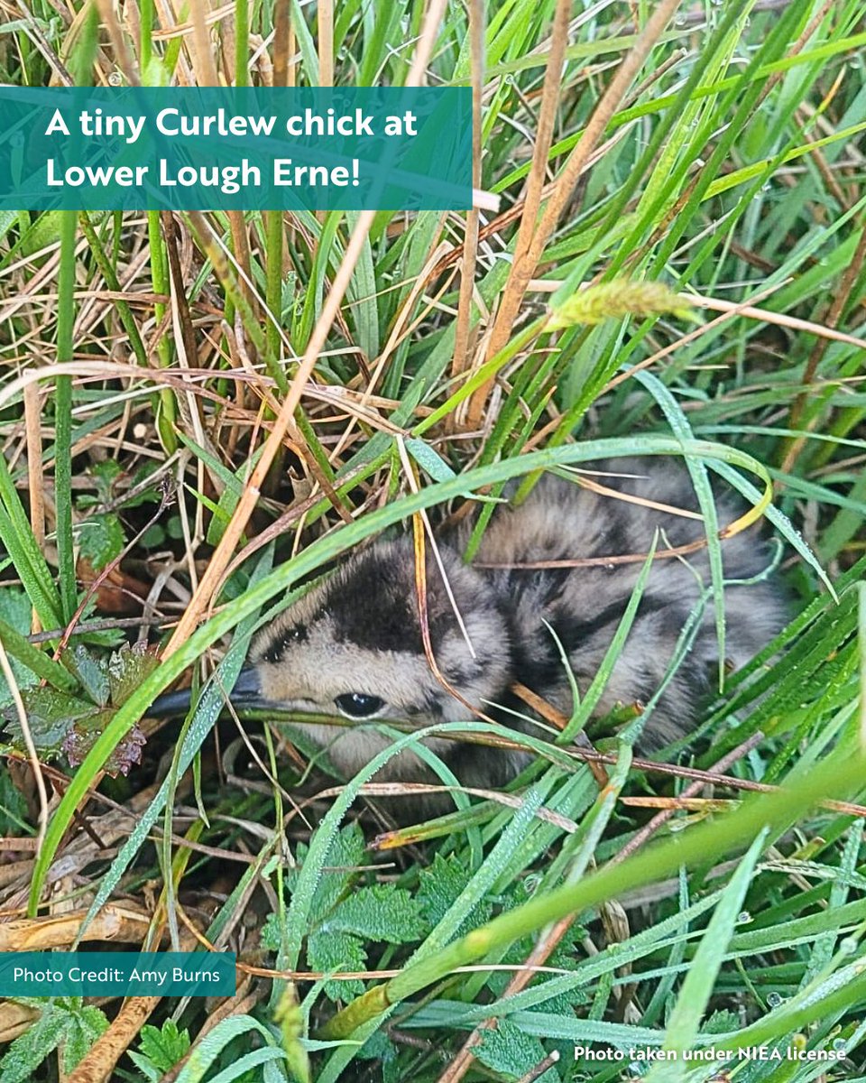 RSPB NI (@rspbni) on Twitter photo One of our favourite moments of #Springwatch is spotting the adorable fluffy chicks. Need more chicks in your life? We got you 👇 One of our favourite moments of #Springwatch is spotting the adorable fluffy chicks. Need more chicks in your life? We got you 👇