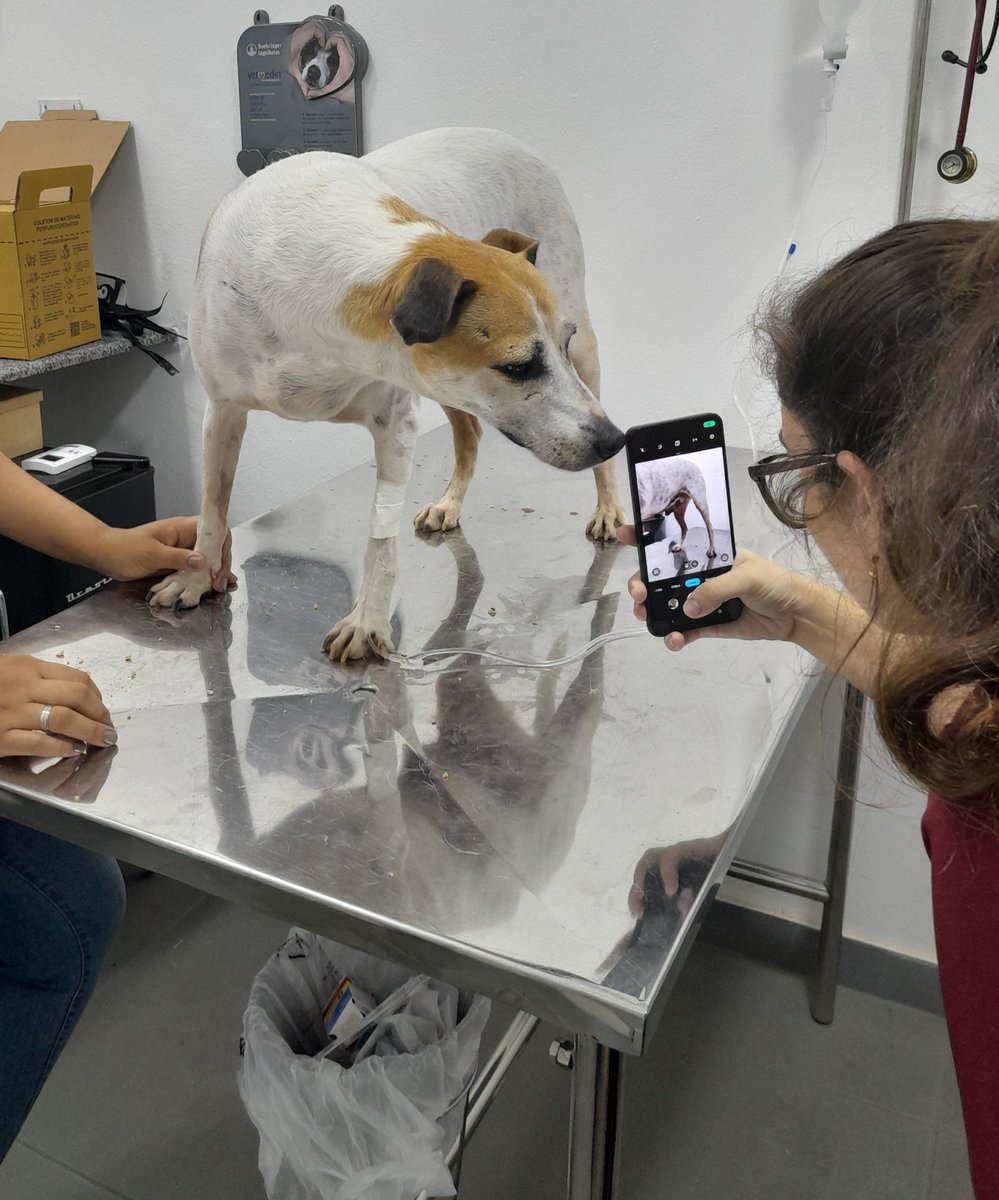 vermaxxime's tweet photo. @nireirevelar Gente, esse é o Branco (resgatado) e ele foi diagnosticado com TVT e precisa fazer quimioterapia. Ele corre risco de transmitir a doença para outros animais, além dele estar muito mal. Por favor, quem puder doar qualquer valor, eu agradeço
pix: 22974036034

+ detalhes no perfil https://t.co/NCQXxCP8PI