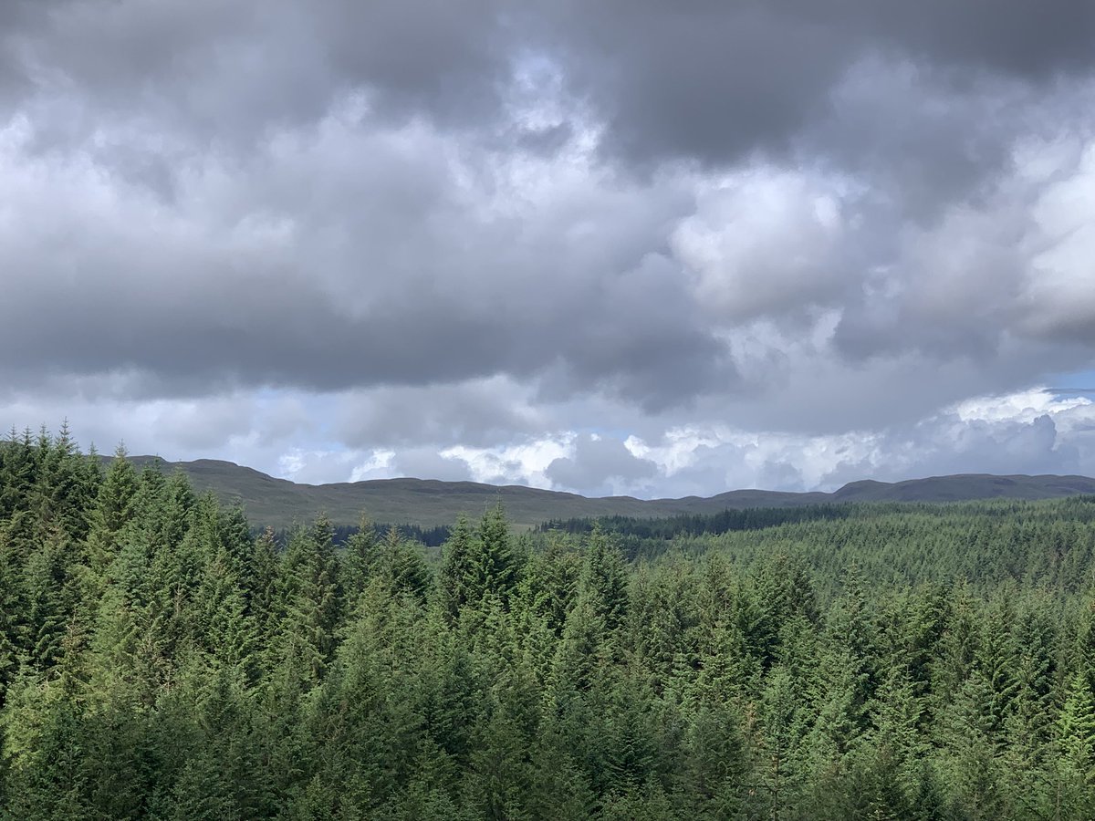 I had 11 eagles up together today. x2 golden and x9 white tail. Pretty awesome.