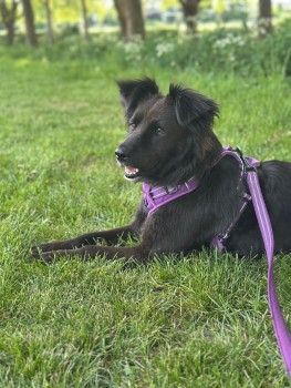 millypod1's tweet image. LILY IS HOME. THANKS FOR RT's 😊🐕🐾

🆘24 MAY 2025 #Lost LILY #ScanMe
Black Border Collie Female 
Last Seen: Plough Road #Clapham area #SouthWestLondon #London #SW11 doglost.co.uk/dog-blog.php?d…