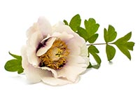 WhiteRabbitInst's tweet photo. In Traditional Chinese Medicine,  the root bark of the Peony Tree treats symptoms such as a bleeding nose, blood in the mucus, or subcutaneous bleeding. 
https://t.co/39H4MJhOwV
#wrihealing #WRI #whiterabbitinstituteofhealing #TCM #medicinalherbs #culinaryherb  #peonytree https://t.co/8LXXJ5E5Xn