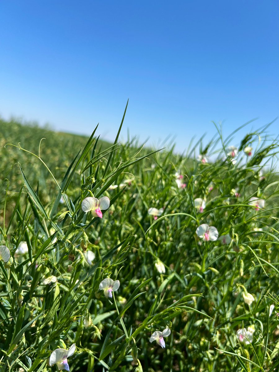 Great to see strong progress! Keep up the excellent work! The same trial’s activities on the #LMF_project are going on here at <a href="/ICARDA/">ICARDA</a> #Morocco.