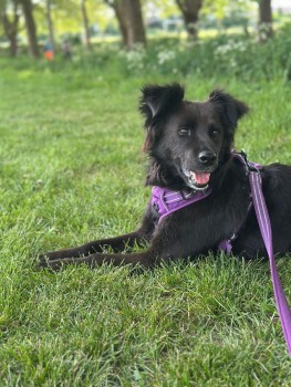 millypod1's tweet image. LILY IS HOME. THANKS FOR RT's 😊🐕🐾

🆘24 MAY 2025 #Lost LILY #ScanMe
Black Border Collie Female 
Last Seen: Plough Road #Clapham area #SouthWestLondon #London #SW11 doglost.co.uk/dog-blog.php?d…