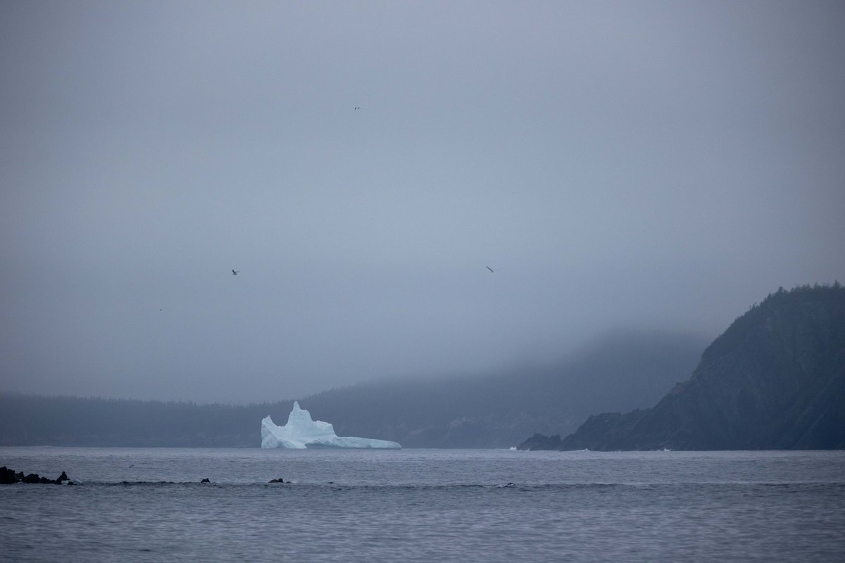devinmarch's tweet image. We had a surprise visitor while hunting for the Ferryland, Newfoundland iceberg. It was still a ways off, but you can get much closer on the East Coast Trail.