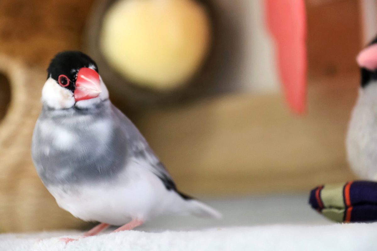 桜文鳥のメッシ tweet media