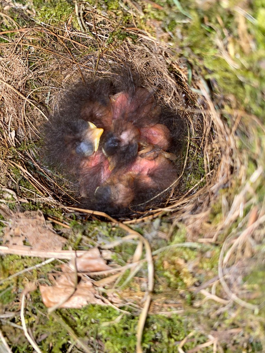 Grandad found a nest in his shed with 5 eggs in it (silly Nannie didn’t take a pic) but today they have 5 baby robins nesting with mum &amp; dad in the shed 🫶🏻 how cute are those babies 😍 #robinnest #babyrobins