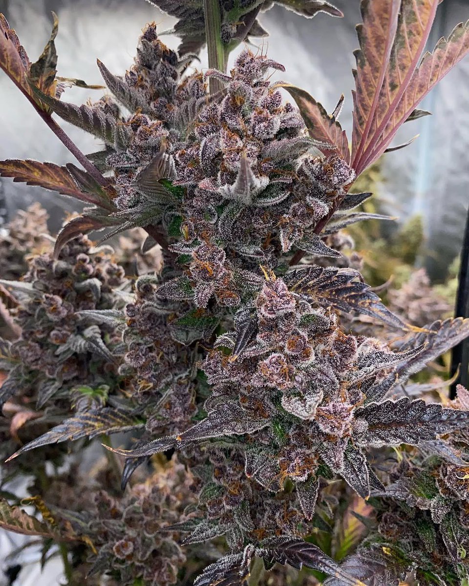 Red Poison
(Green Poison x Hindu Kush a descendant of Pakistani
Kush)