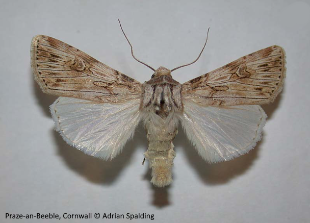 Entomologist's Monthly Magazine tweet media