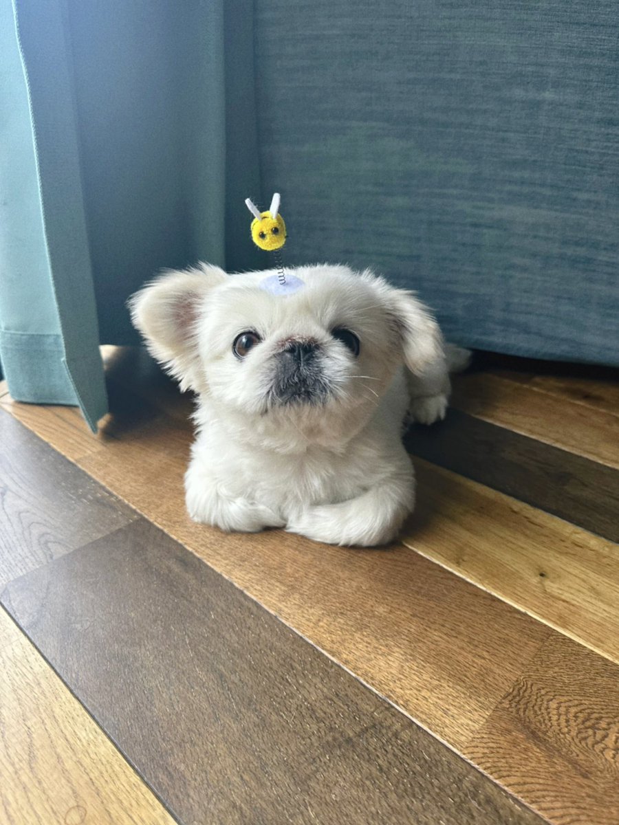 toufukun_pe's tweet image. しっぽフェスタ1時間ほど参加してきましたてお目当てのアイテムをGETしてきました🐝
似合う🐻❄️?
#しっぽフェスタ
#とうふくん #ペキニーズ #pekingese #페키니즈