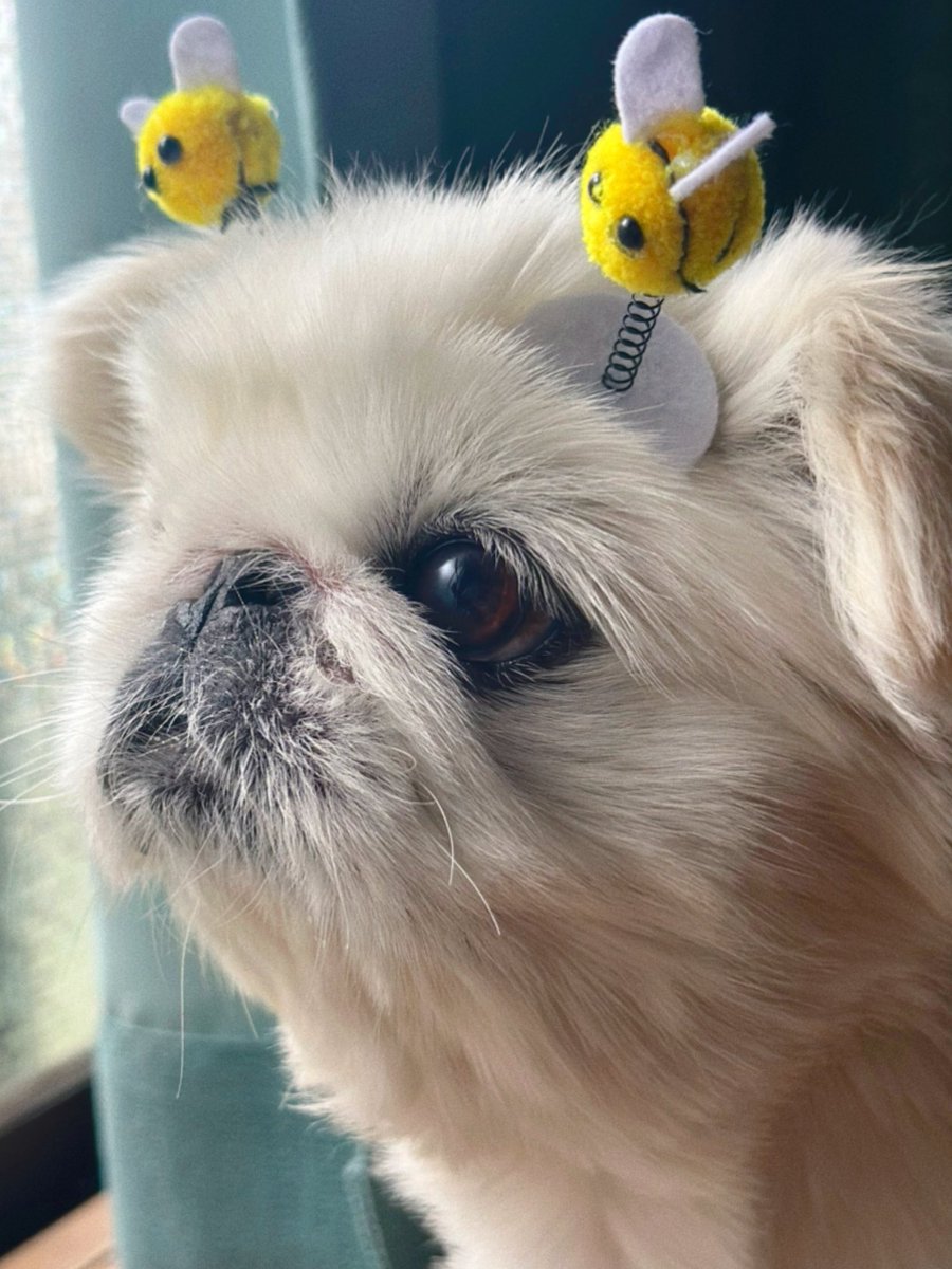 toufukun_pe's tweet image. しっぽフェスタ1時間ほど参加してきましたてお目当てのアイテムをGETしてきました🐝
似合う🐻❄️?
#しっぽフェスタ
#とうふくん #ペキニーズ #pekingese #페키니즈