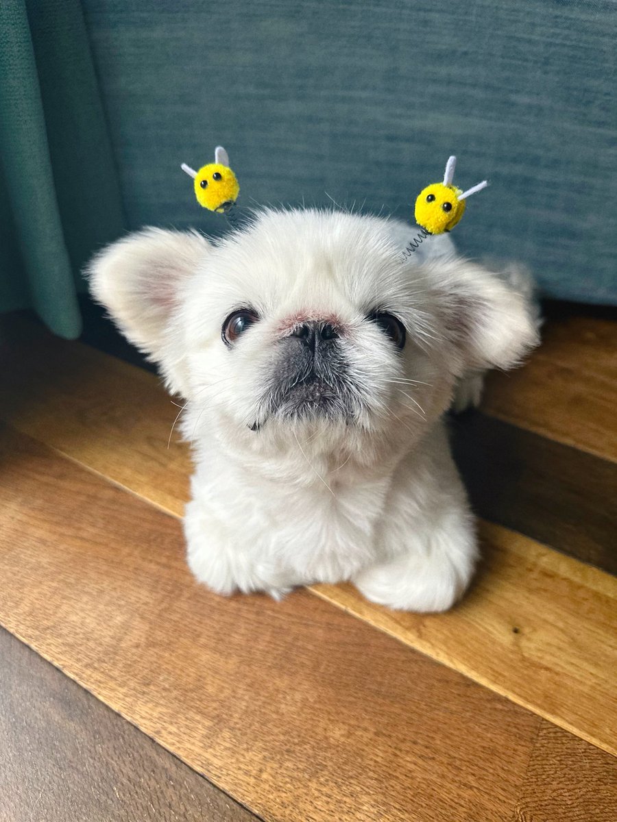 toufukun_pe's tweet image. しっぽフェスタ1時間ほど参加してきましたてお目当てのアイテムをGETしてきました🐝
似合う🐻❄️?
#しっぽフェスタ
#とうふくん #ペキニーズ #pekingese #페키니즈