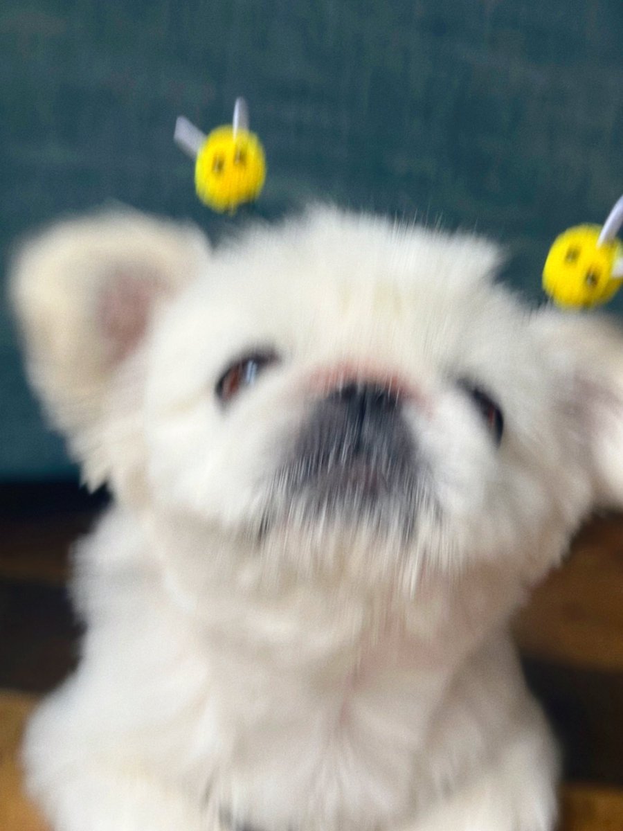 toufukun_pe's tweet image. しっぽフェスタ1時間ほど参加してきましたてお目当てのアイテムをGETしてきました🐝
似合う🐻❄️?
#しっぽフェスタ
#とうふくん #ペキニーズ #pekingese #페키니즈