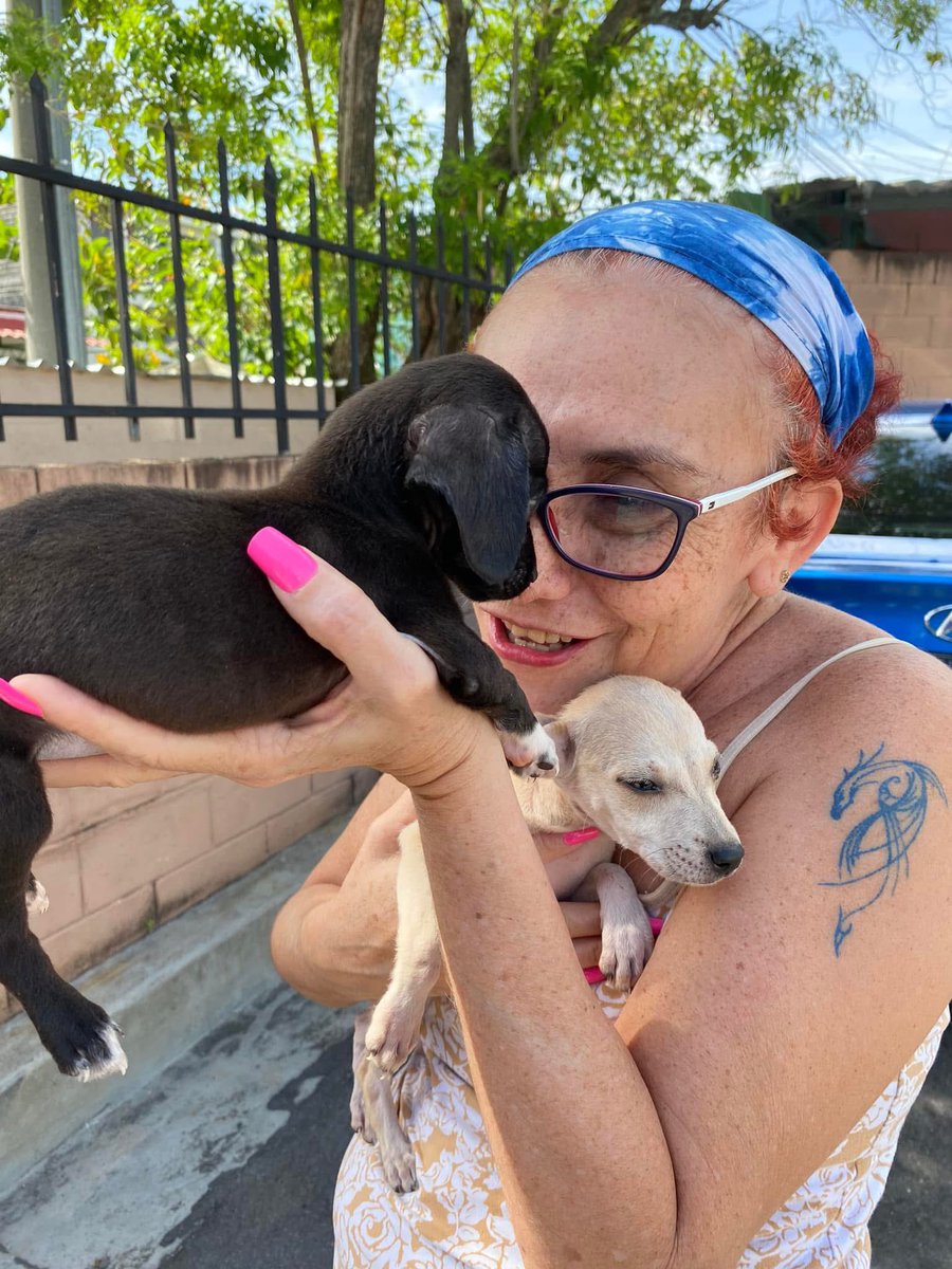 poupee169's tweet photo. #Adoptadas ♥️BB LEYLA & SARITA♥️ Gracias a Nancy Morales y Familia por adoptar este día a nuestras bebas!! Después de conocerles, estamos emocionados que las pekes tendrán una vida privilegiada.

@_EliCas_ @ElLinajedeJesus @Lina_20_20 @R3MH2 @cantanteioh @Luis_SV_2021 @LuisG18039402 @chamaguaJR @BancadaCyan @peludos_sv @herbertaceitun1 @lisaSimp95 @CALEMANR
