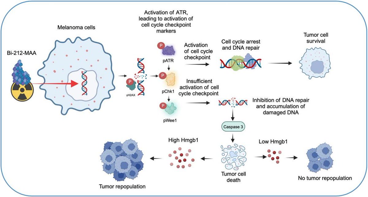 JNM (@journalofnucmed) on Twitter photo ²¹²Bi-MAA is an effective therapy for mouse melanoma and could be a radiopharmaceutical to treat solid tumors. ow.ly/snXP50VEW6t
#NuclearMedicine #RPTherapy #Melanoma <a href="/Nate_IR/">Nathan Kauffman</a> ²¹²Bi-MAA is an effective therapy for mouse melanoma and could be a radiopharmaceutical to treat solid tumors. ow.ly/snXP50VEW6t
#NuclearMedicine #RPTherapy #Melanoma <a href="/Nate_IR/">Nathan Kauffman</a>