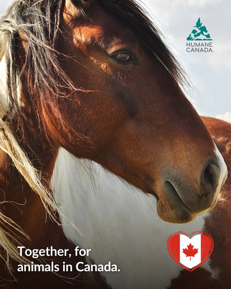 The election is over, and animals need us. ❤️ We're pushing for stronger cruelty laws, emergency plans that include pets, and better welfare for farmed animals. They can’t wait, and we need you.
Donate or give monthly: humanecanada.akaraisin.com/ui/makeagift/d…