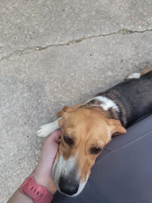 Adoptable beagle of the day-JACKIE! tribeagles.org/product/jackie…